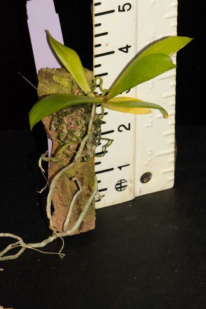Aerangis (arachnopus x modesta)