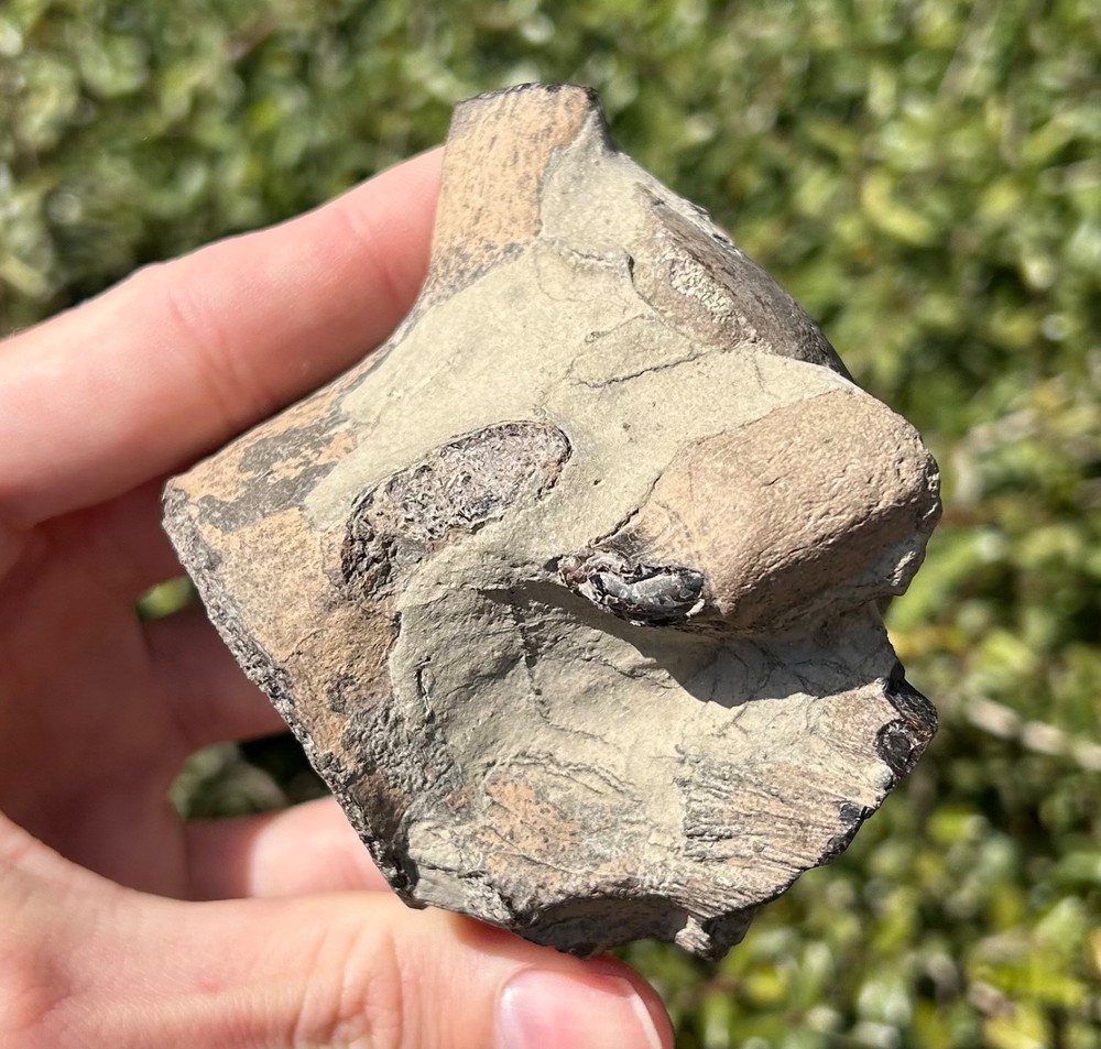 Fossil Mosasaur Tooth and Vertebrae Association Texas Tylosaurus Dinosaur Bones