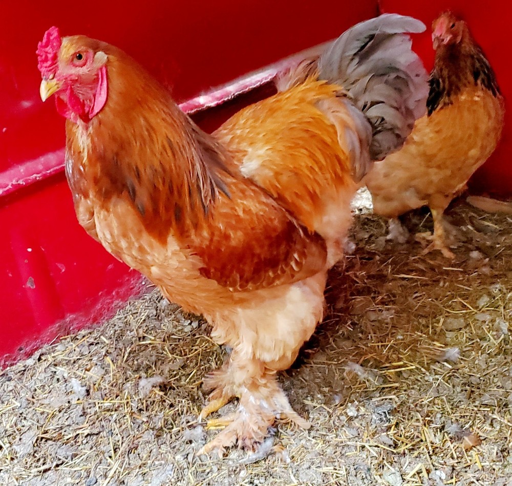 Blue Buff Columbia Brahma Hatching Eggs 8+