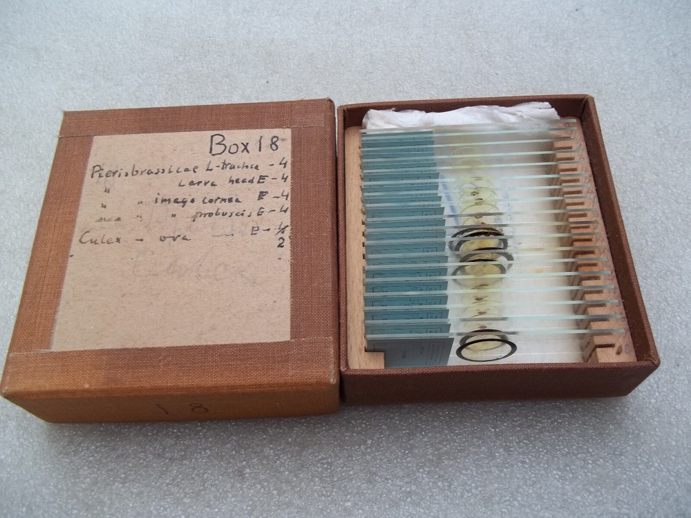 Vintage Glass Microscope Slides -