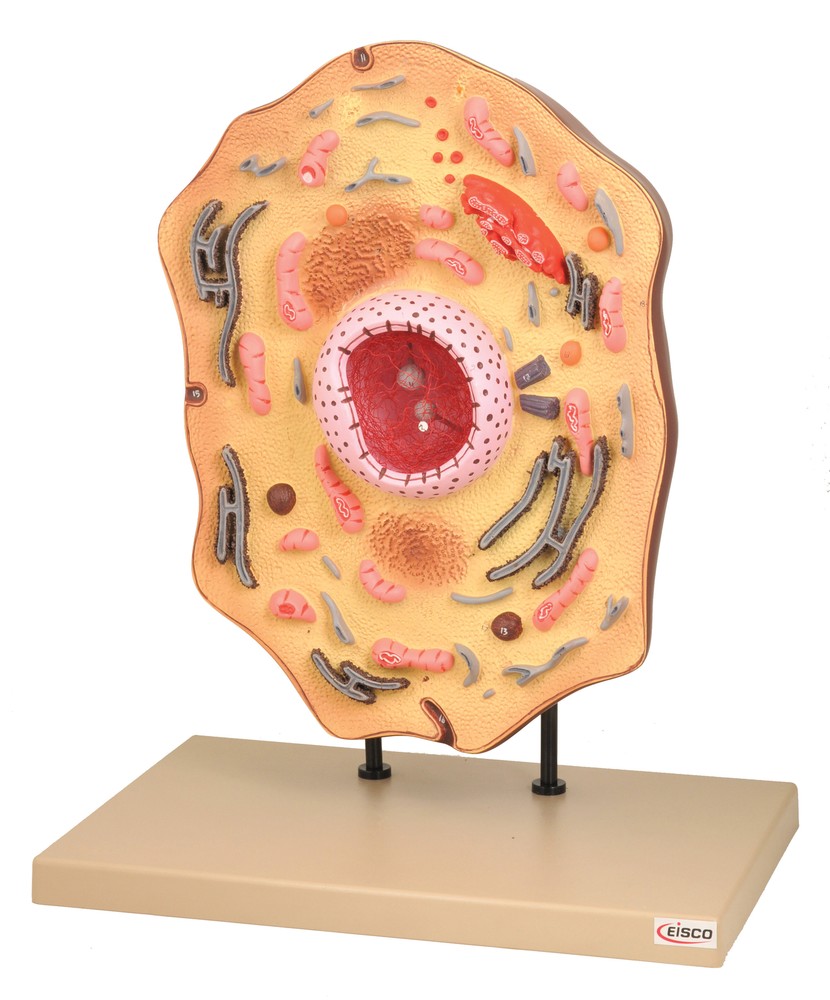 Eisco Labs Animal Cell Model, Hand Painted