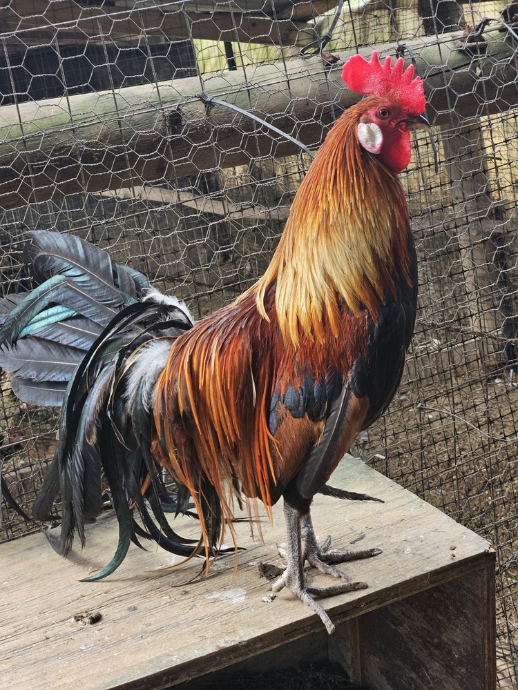 6 Golden Phoenix Chicken Hatching Eggs