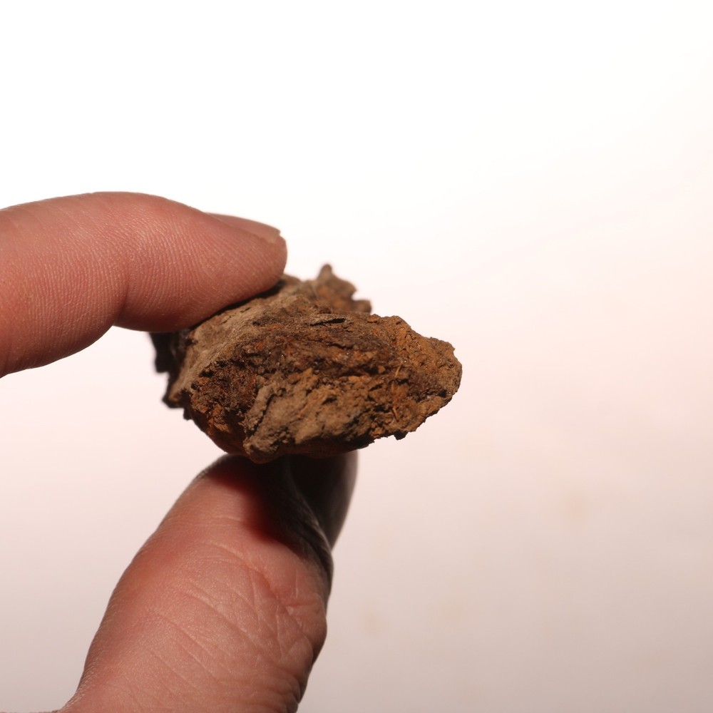 Dino Process Vertebra - Fossil Dinosaur Hell Creek Formation Cretaceous