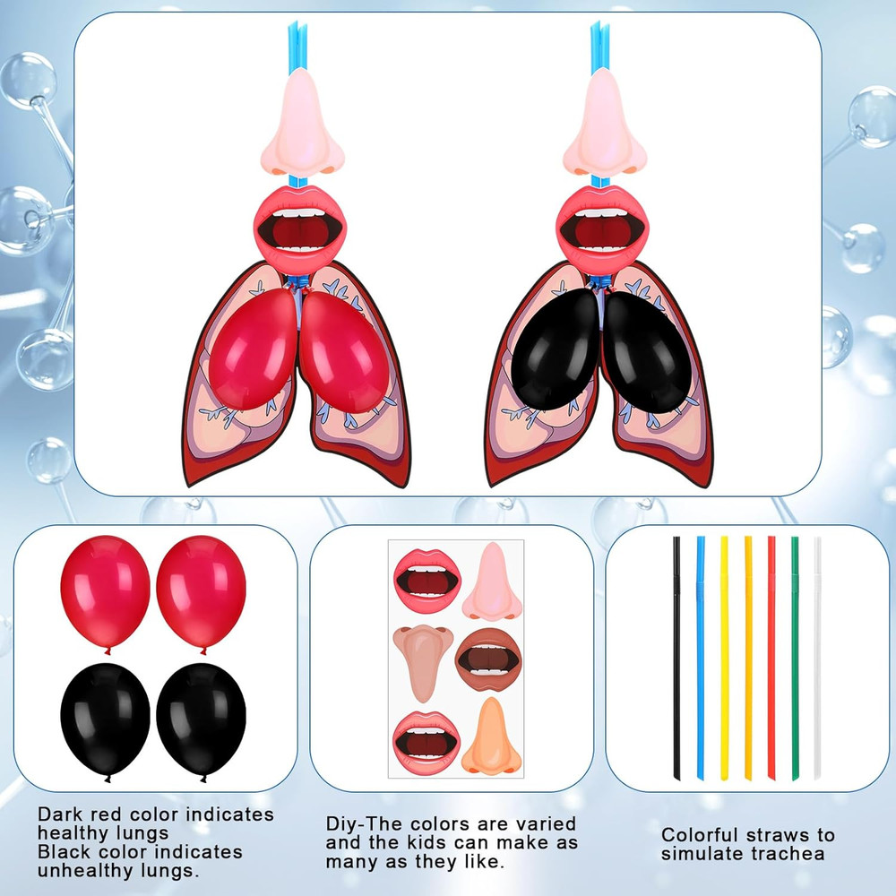 24 Sets Lung Model Respiratory System Model Toys Science Classroom Study Display