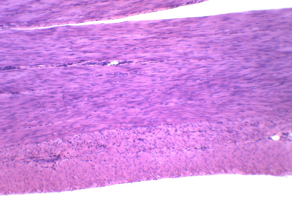 Smooth Muscle, Mammal - Prepared Microscope Slide - 75x25mm - Eisco Labs