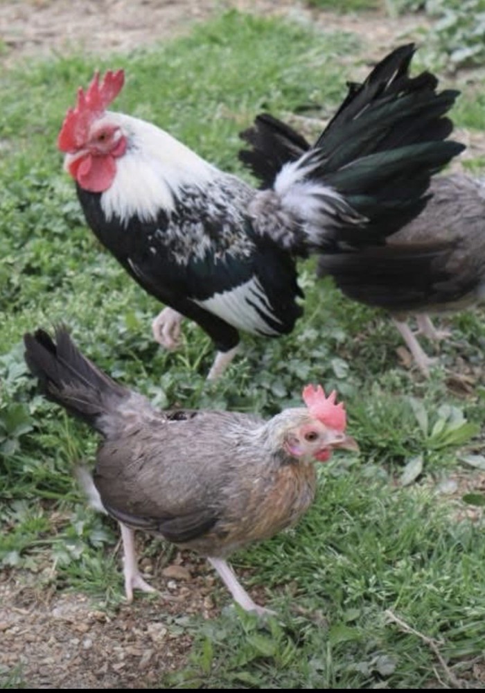 NPIP Silver Dutch Bantam Hatching Eggs