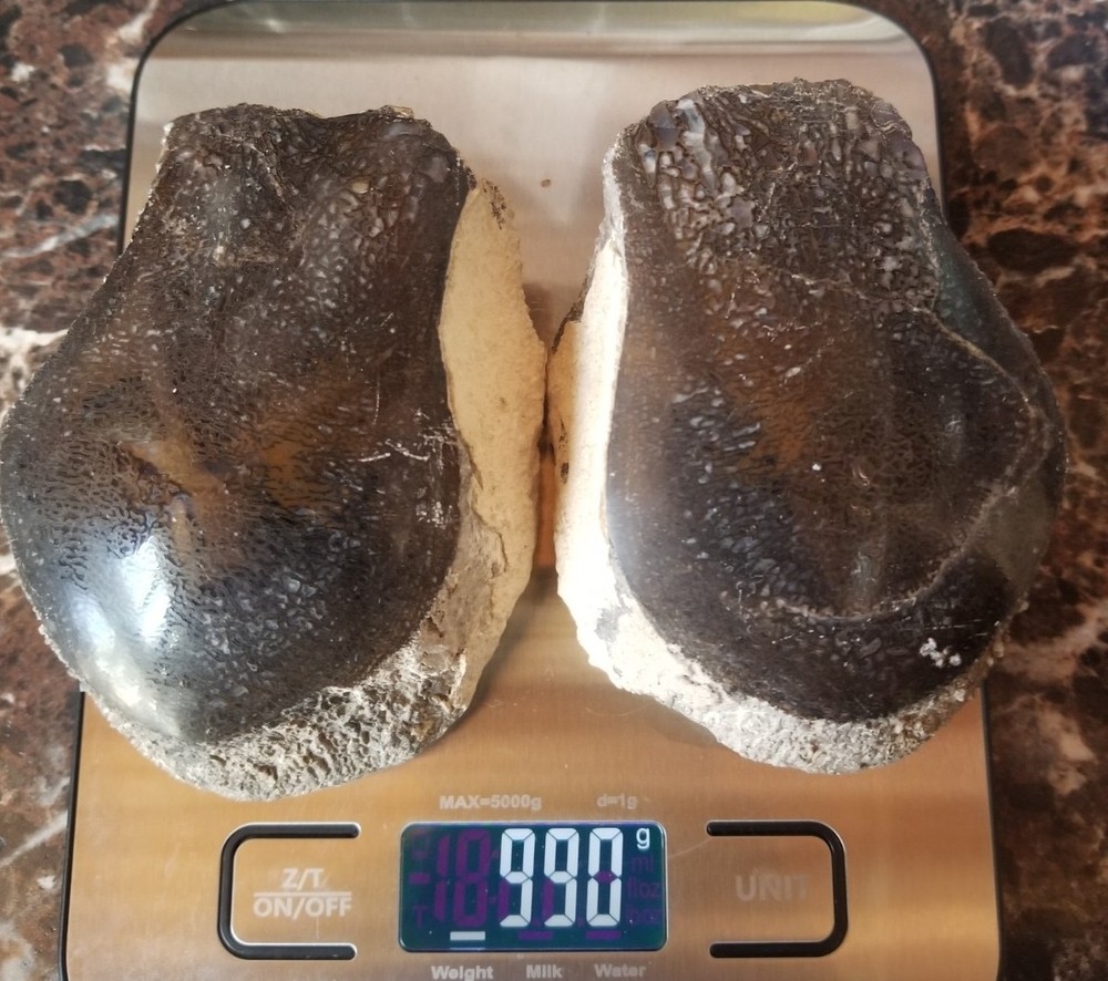 Nice Stegosaurus Vertebra Agatized Split Polished Multicolor Solid Morrison 2+Lb