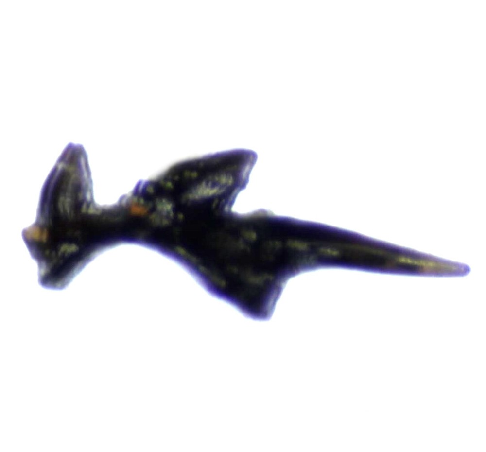 Rare Silurian Gnathostomes fossil fish tooth.