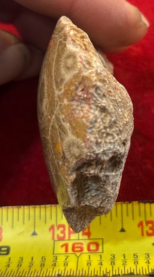 Petrified Coral End Polished