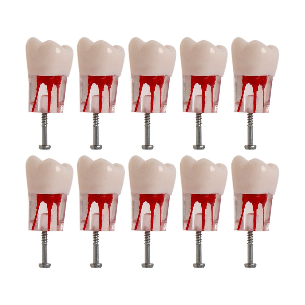 10Pcs Dental Endo Root Canal Teeth Model Study RCT Practice Typodont Model #778
