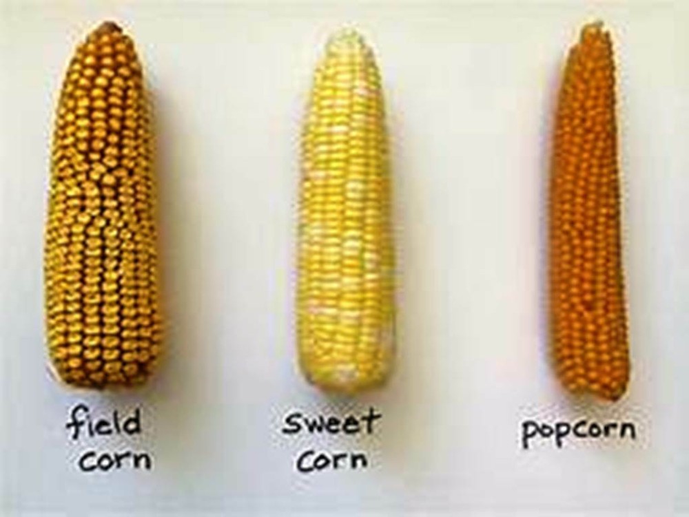 Dried Yellow Corn Maize15oz - 5lbs Free Shipping
