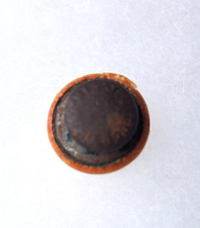 HAMILTON CYCLE CO pinback Hamilton Ohio bicycles button circa 1900-1920