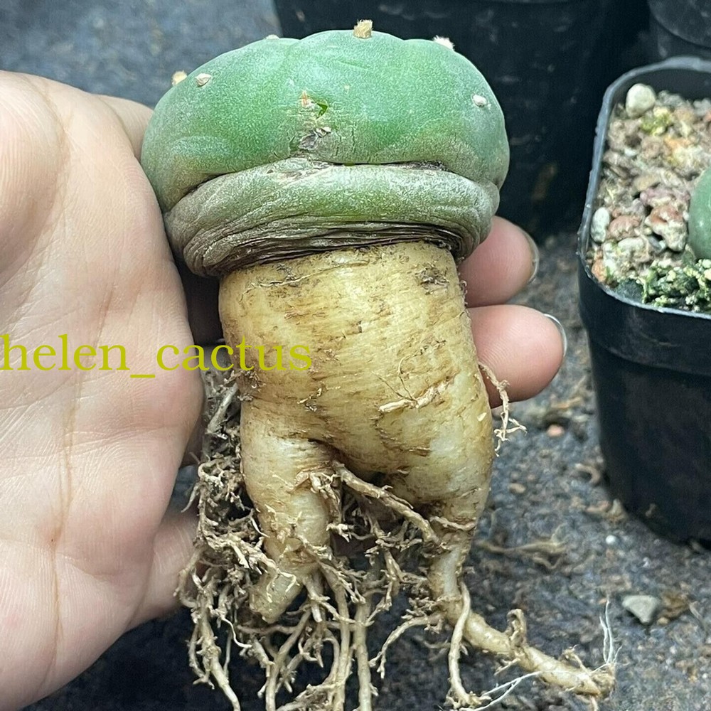 3pcs 5cm Thornless Beautiful Cactus Succulent RadishRoot