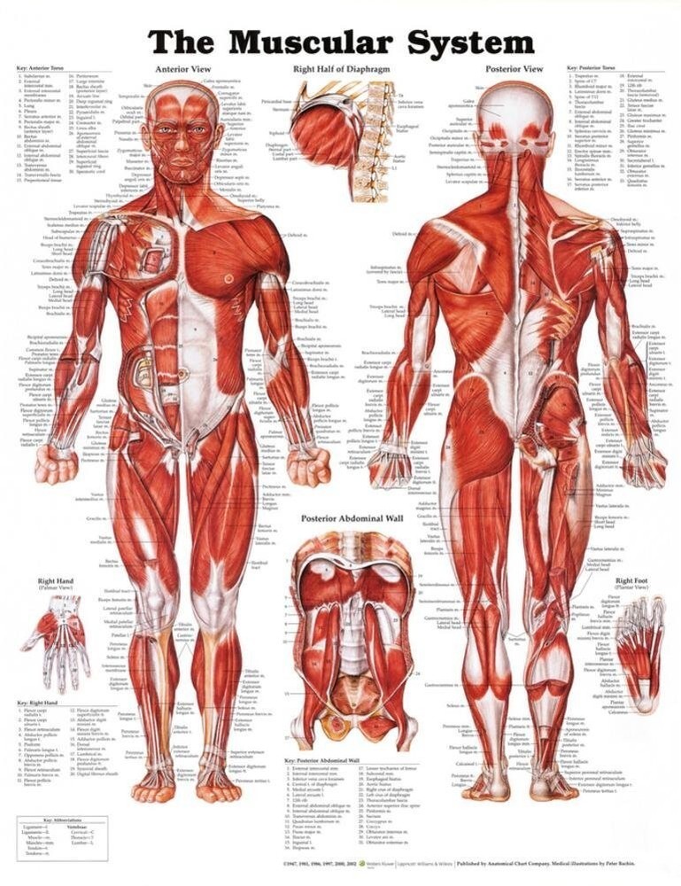 Muscular System Poster 20"  X 26" by Anatomical Chart Co. - Laminated 