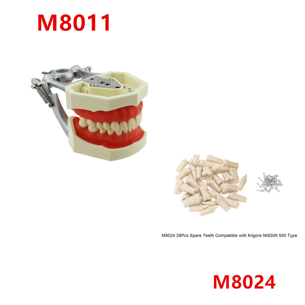 Dental Replacement 500 Type 28 Pcs Screw-in Teeth Model Typodont Removable Soft