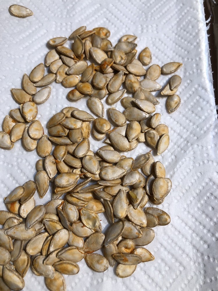 10 Native Florida Seminole Squash Pumpkin seeds Cucurbita moschata