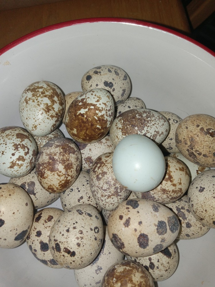 15+Coturnix and Celadon mix quail eggs