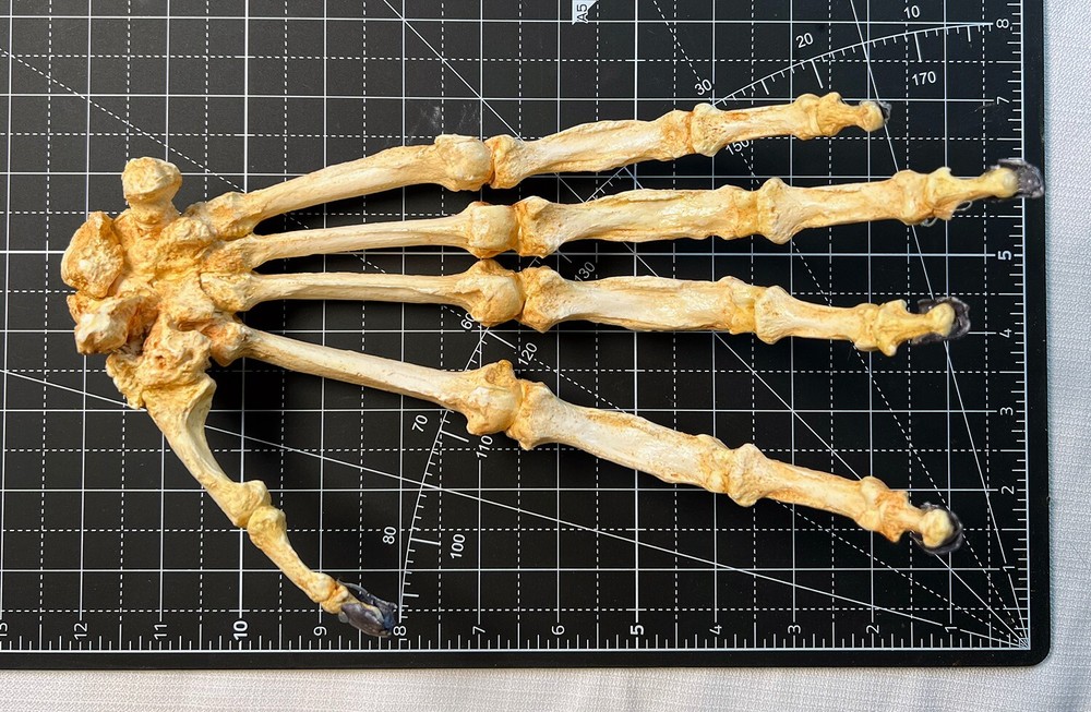 Bornean Orangutan Hand Articulated Replica
