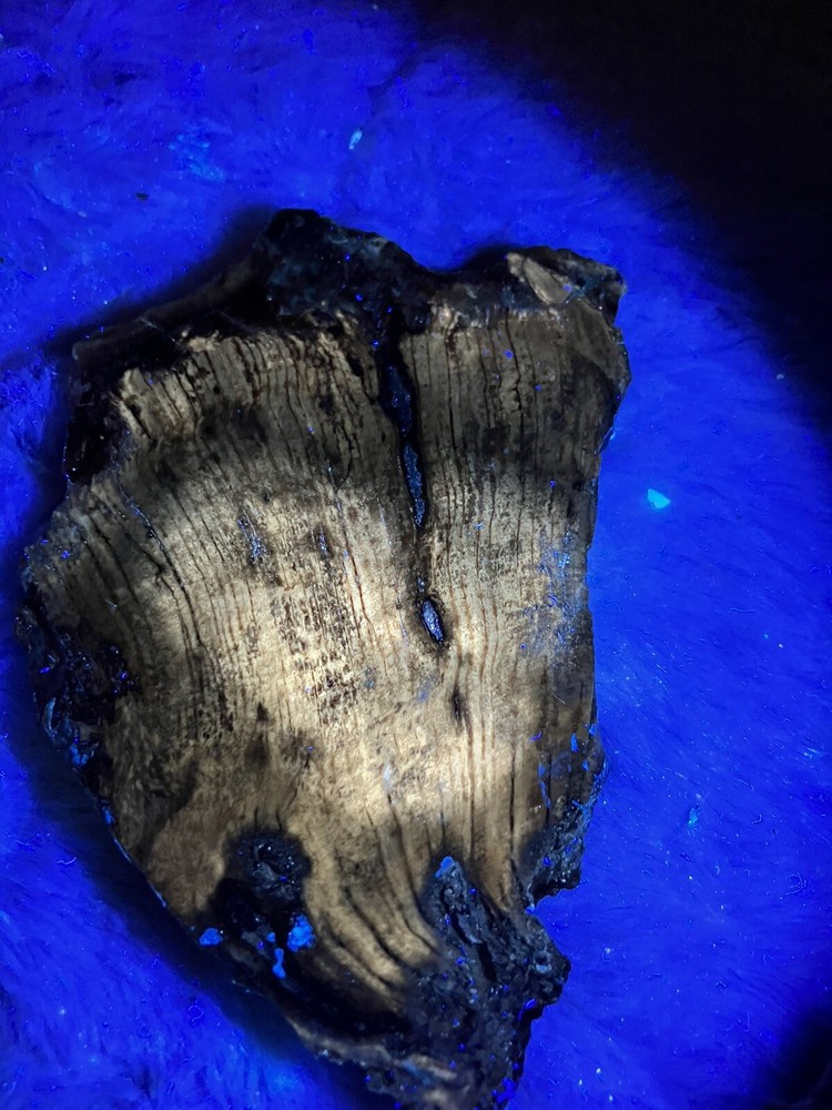 Petrified Wood Slab, One Side Covered With Urethane