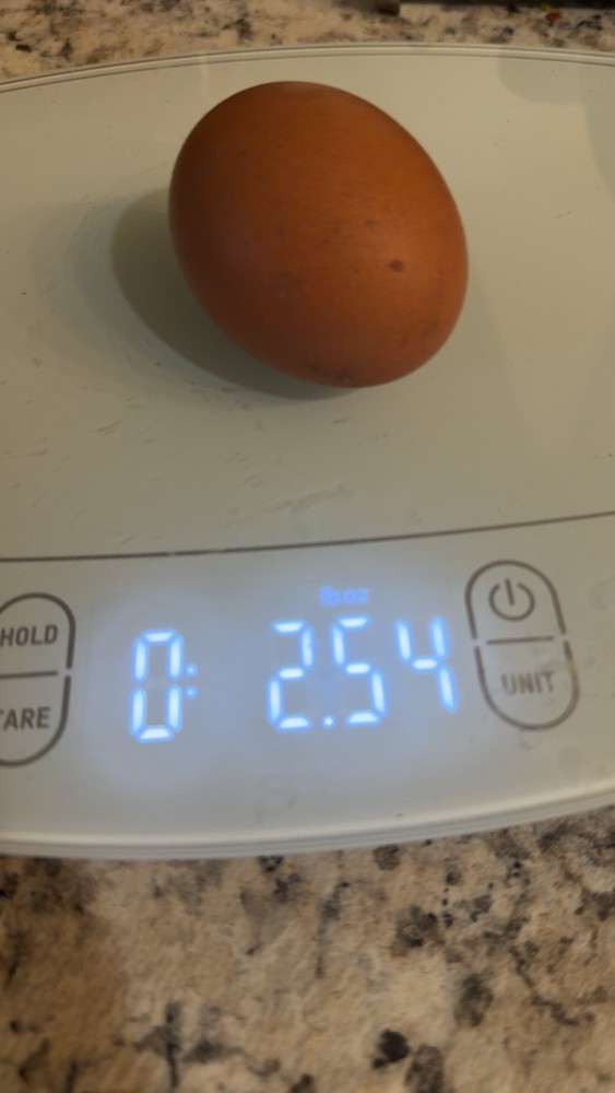 12 Fresh chicken Hatching Eggs- JUMBO and XL ONLY
