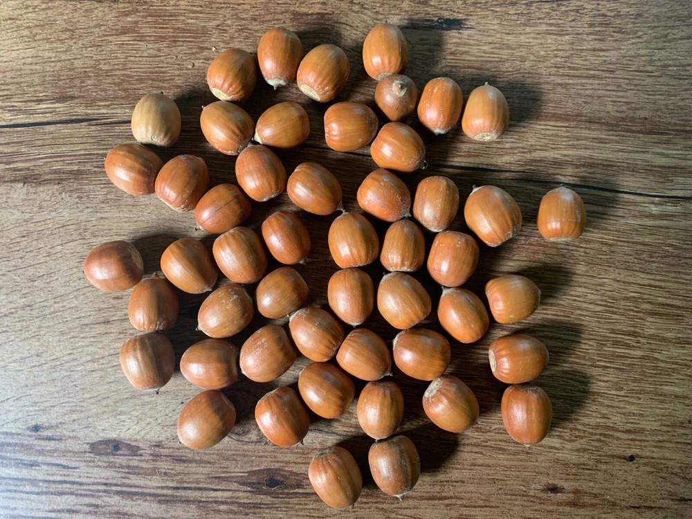 Acorns, Red Oak, 100 count, Without Attached Caps