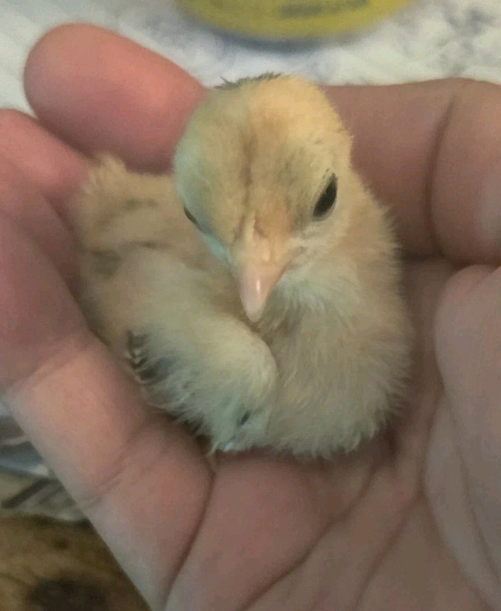 6+ Serama Hatching Eggs. Smooth and frizzle