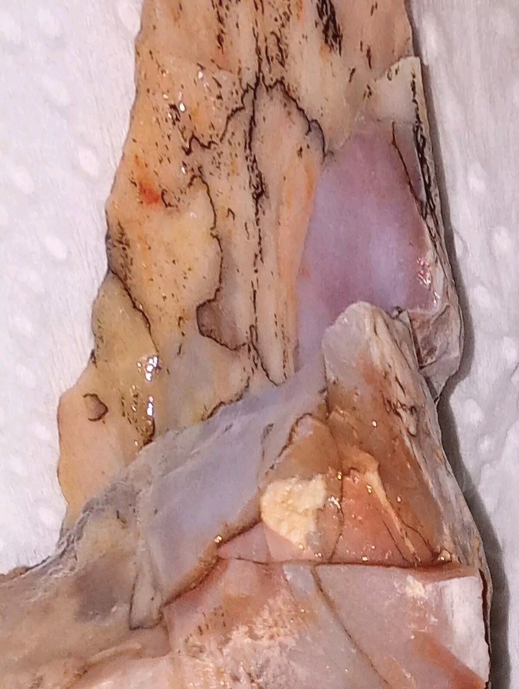 Petrified Rainbow Wood Rough AZ