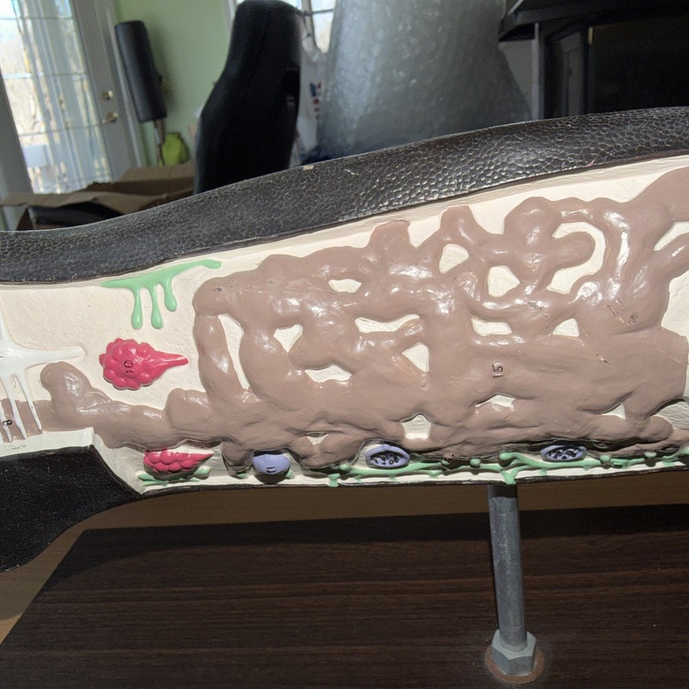 Anatomical Model Planarian Flatworm Bobbitt Laboratories