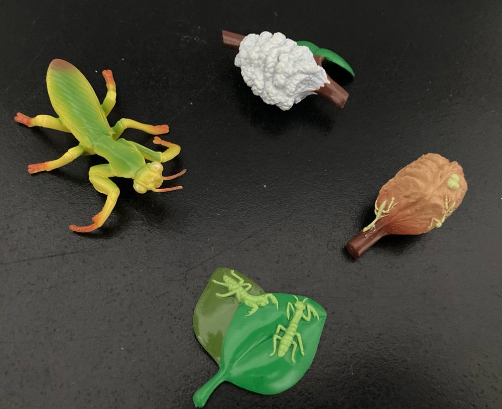 Insect Lore Bug Viewer And Praying Mantis Lifecycle Figures