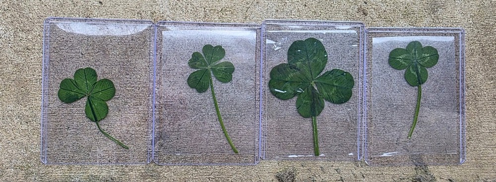 Rare Real 4 Leaf Clover 🍀 Hand Picked