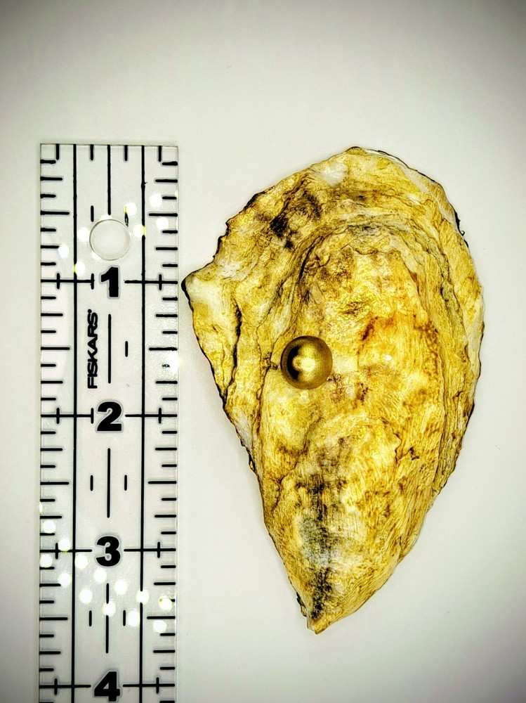 Handcrafted Decoupaged Petite Oyster Shell Ring/Trinket Dish