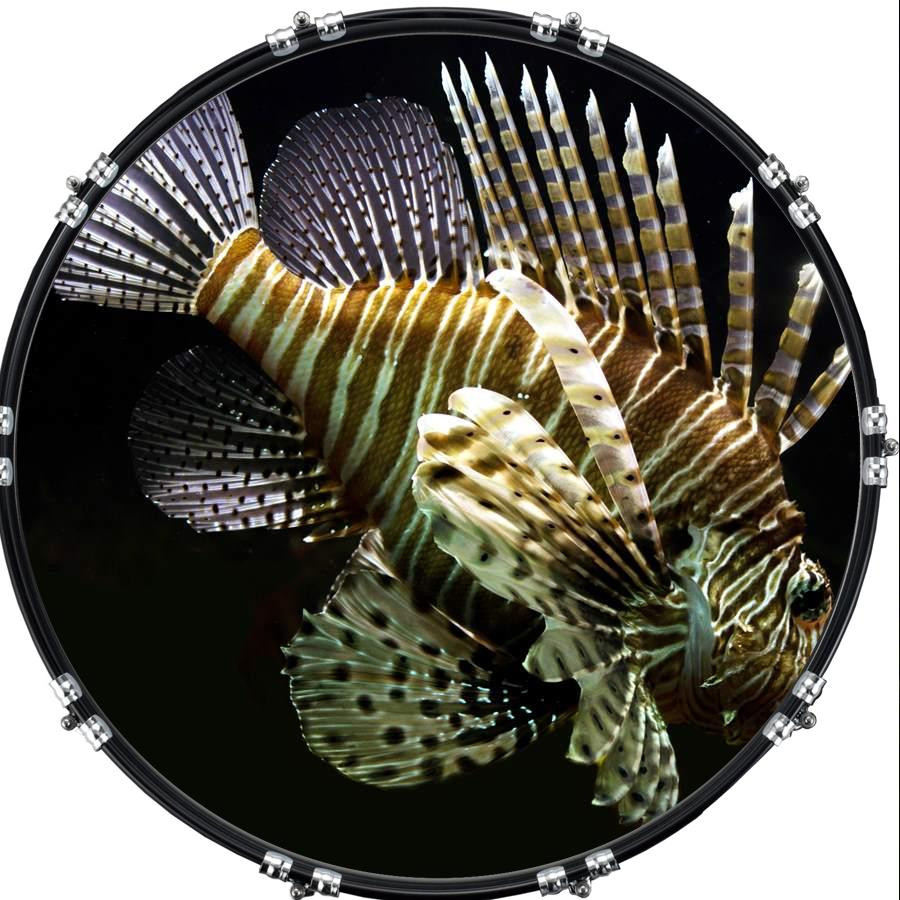 20" Custom Bass Kick Drum Front Head Graphical Graphic Scorpion Fish