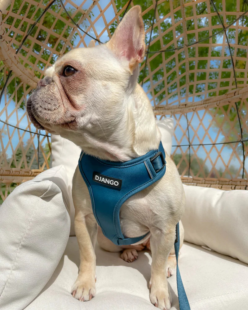 NWT Django Adventure Dog Harness - Indigo Blue
