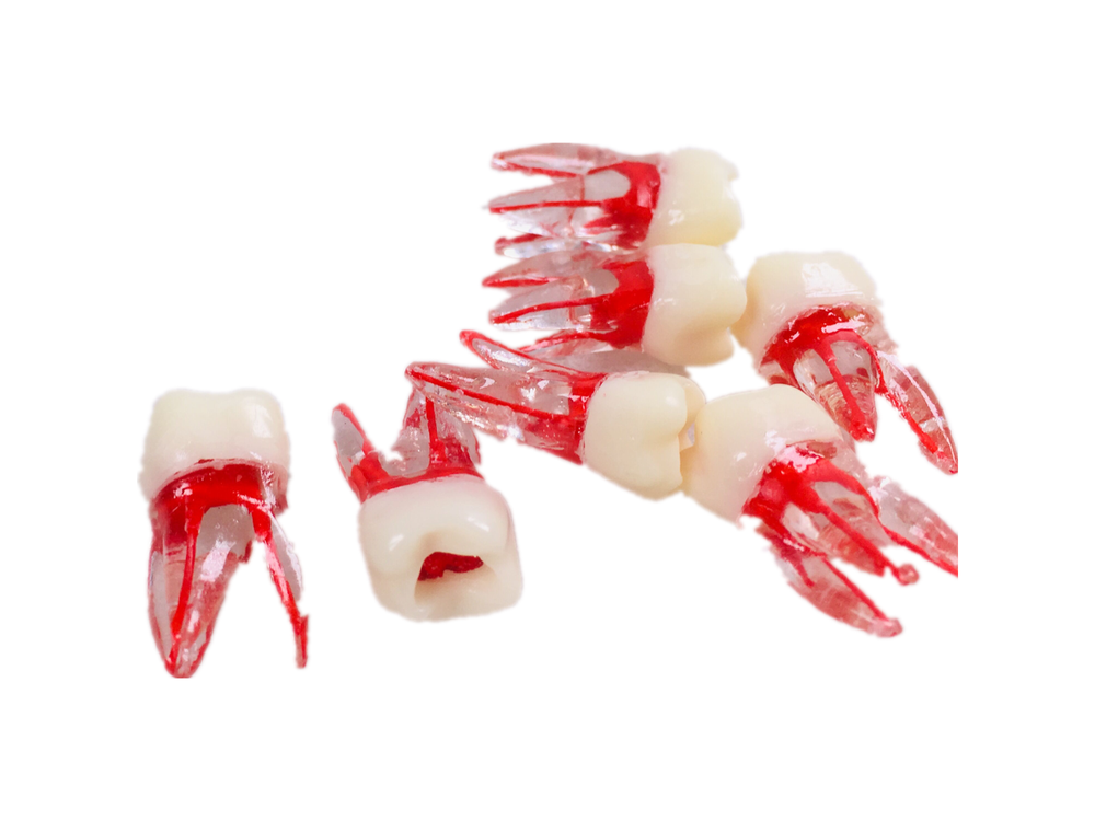 Dental Endo Root Canal File Training Study Model Student Practice Block Red Pulp