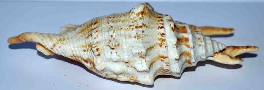 SEA SHELL - SHELLS - TYPED LAMBIS - 140.30mm