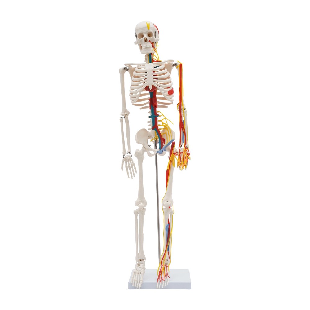 Human Skeleton Model Half Life Size Skeleton Replica For Human Anatomy Study 34"