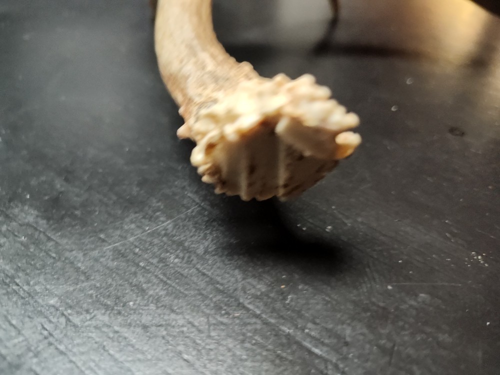 Sika Whitetail Blacktail Antler Odd Cut Off