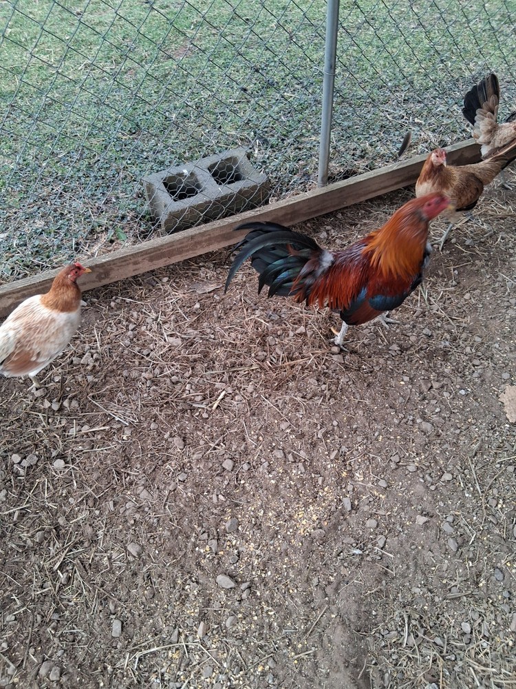 12 McLean Pure Hatching Eggs