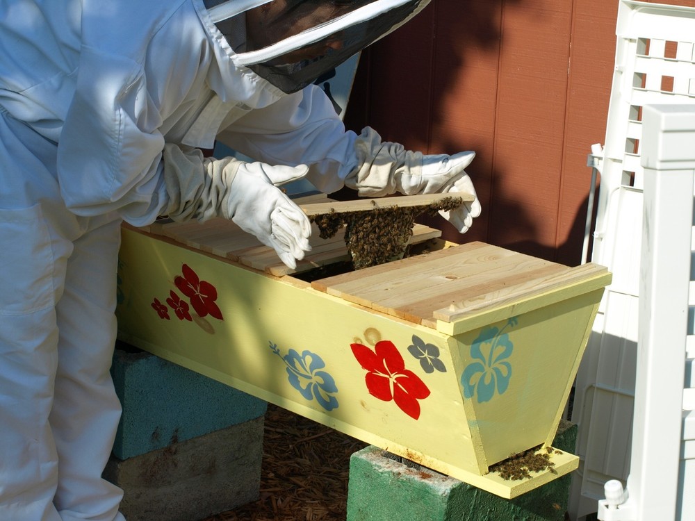 Bee Hive, Top Bar with 30 Top Bars Backyard Bee Keeping Hive