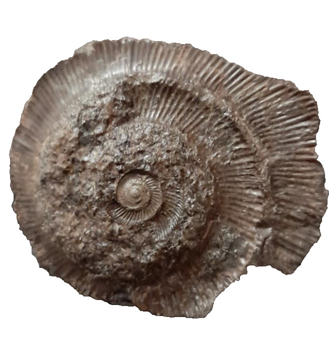 Natural Petrified Shell Fossil turned to stone