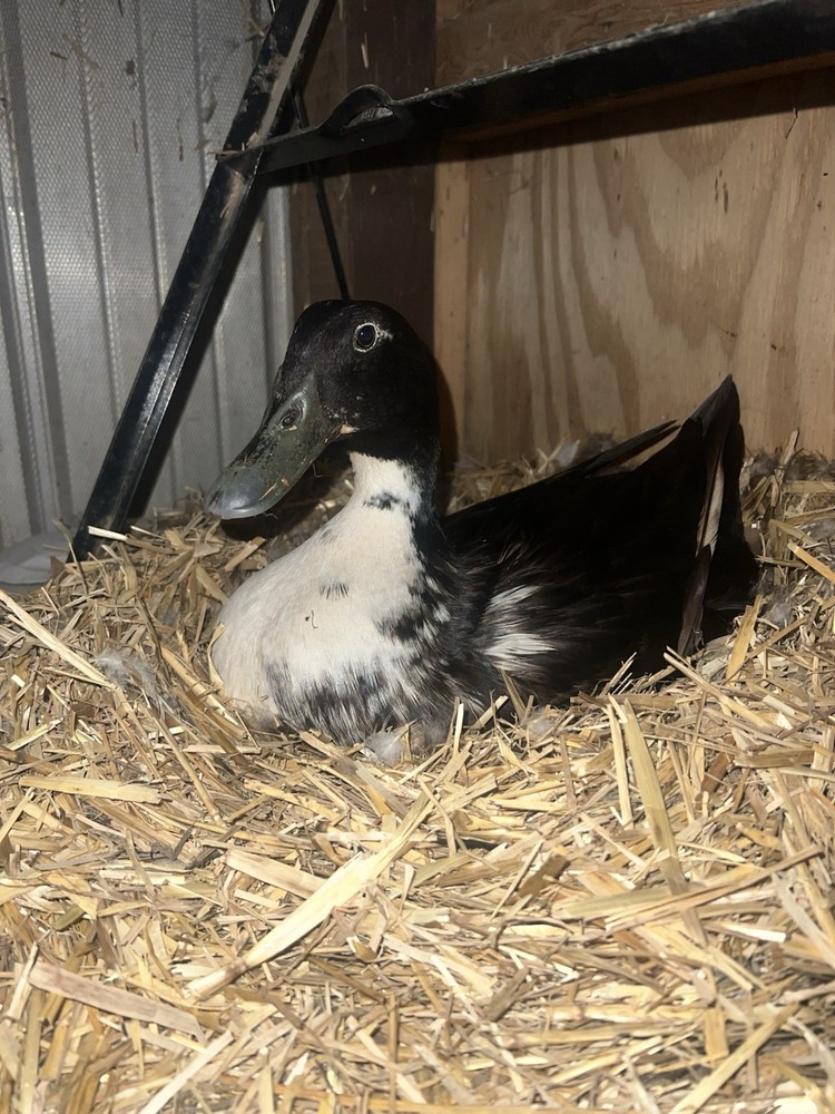 🖤🩵 BLACK & BLUE SWEDISH DUCK E G G S for HATCHING 🩵🖤