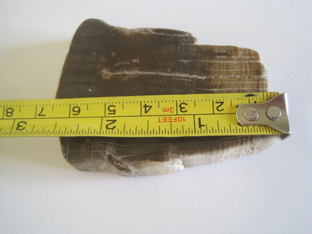 Petrified Wood Poslished 2.5"