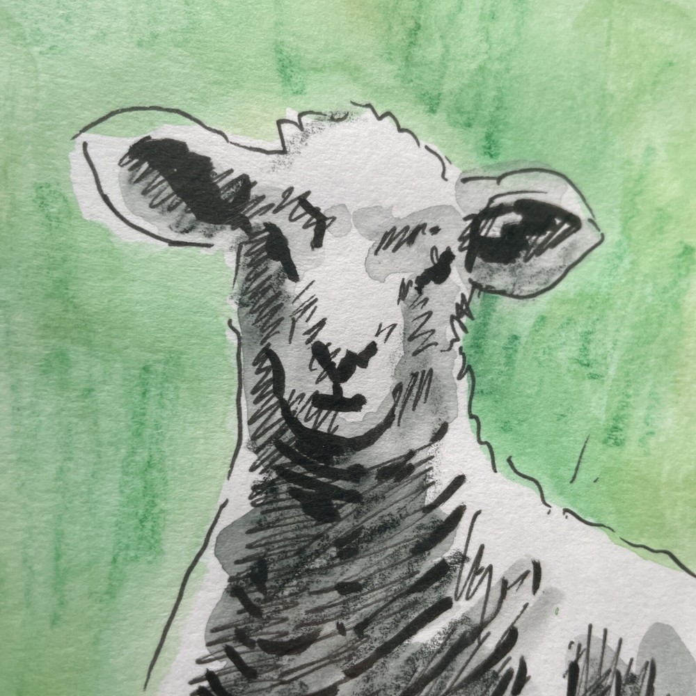 Original Sheep And Lamb Mounted Drawings X 3