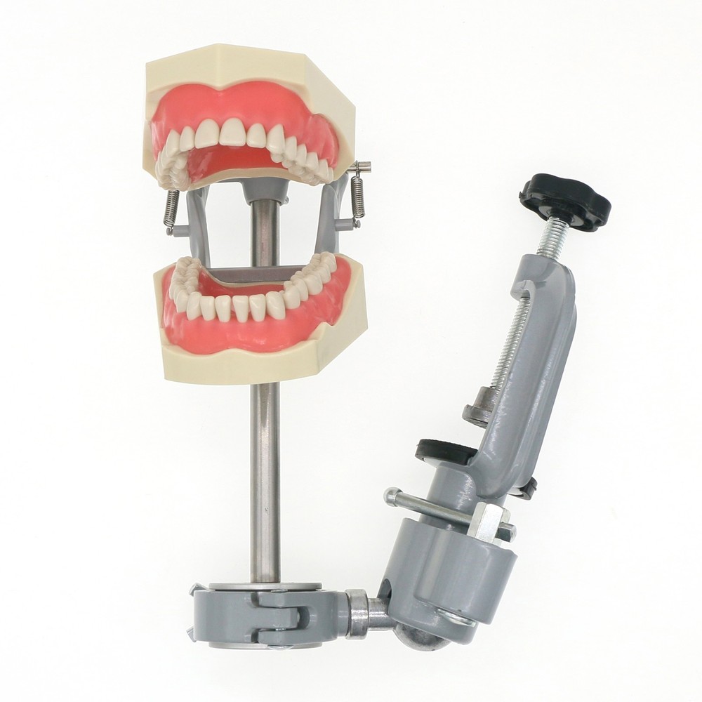 US Columbia Dentoform 860 Type Dental Typodont 32Pcs Teeth Model & Mounting Pole