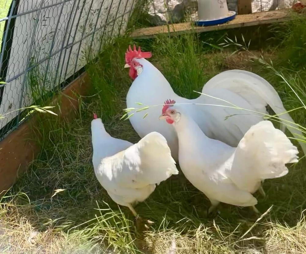12+ Leghorn Bantam Hatching Eggs - Exhibition Breed