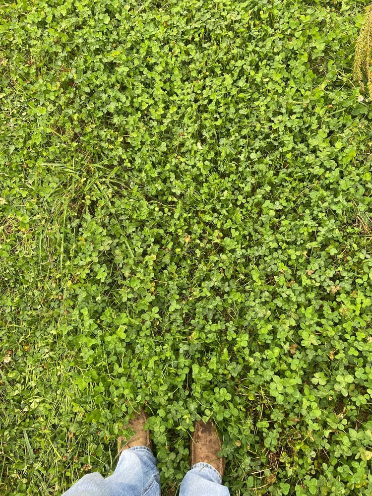 Clover & Chicory Deer/turkey Annual Food Plot Seed Mix - Spring/Fall 1/2 Acre