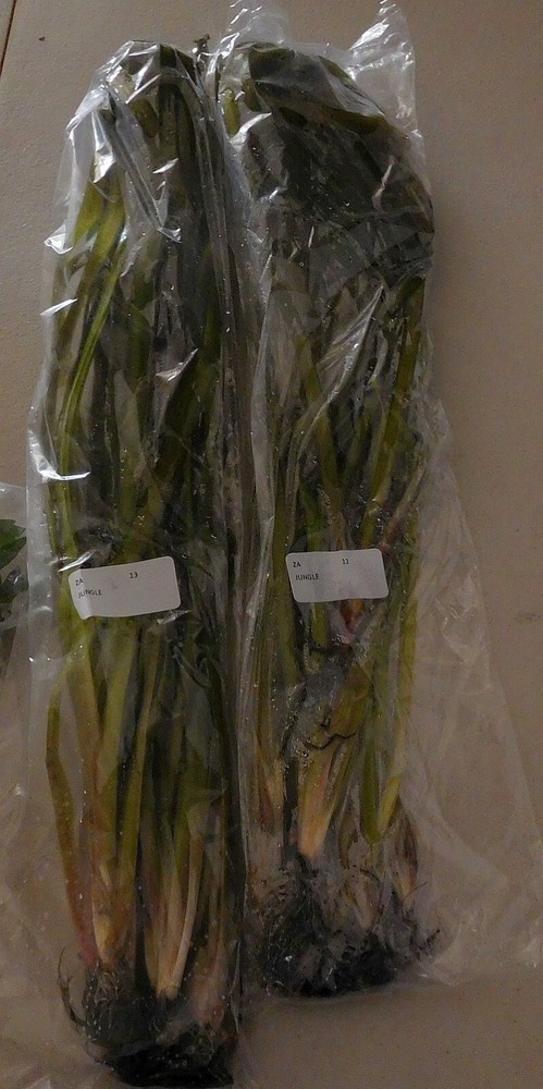 25 jungle val plants