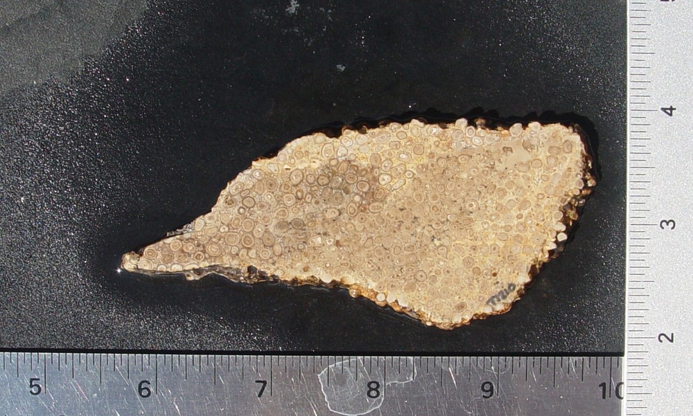 Oolite Lapidary Slab                    T1210