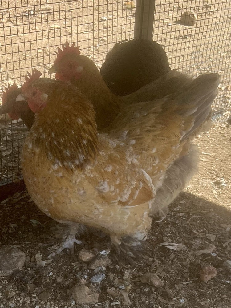 Dozen Cochin Bantam Eggs for Hatching