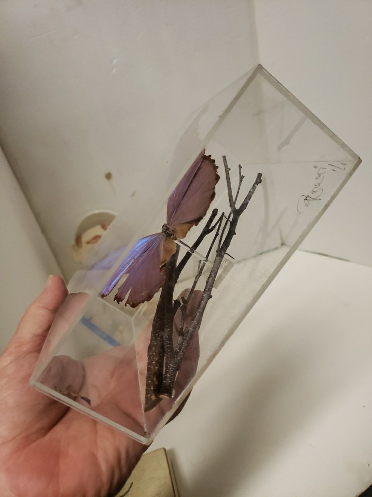 Blue Morpho Butterfly Acrylic Display Signed 1997